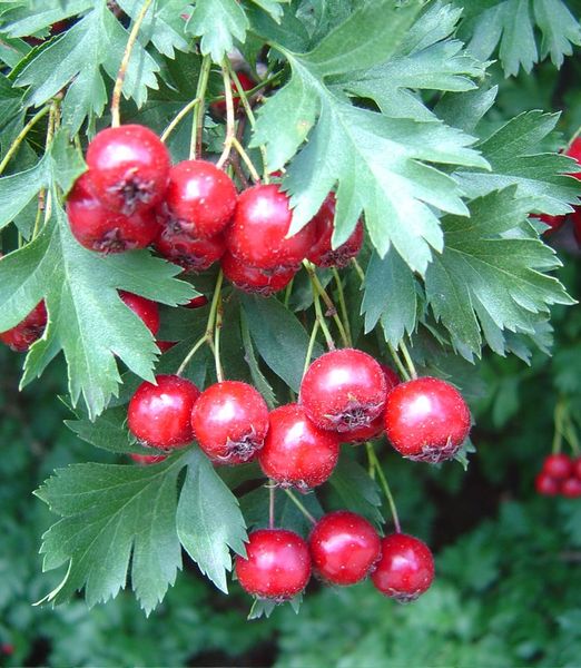 Crataegus azarolus 'Rosso'